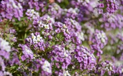 Desktop wallpaper. Flowers. ID:89227