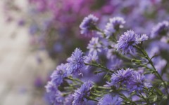 Desktop wallpaper. Flowers. ID:89237