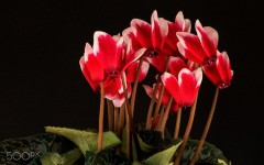 Desktop wallpaper. Flowers. ID:89279