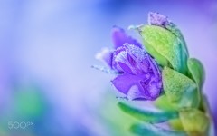 Desktop wallpaper. Flowers. ID:89282