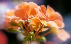 Desktop wallpaper. Flowers. ID:89288