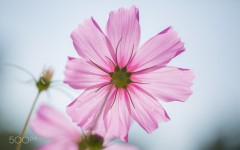 Desktop image. Flowers. ID:89311