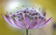Desktop image. Flowers. ID:89315