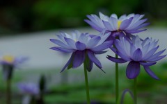 Desktop image. Flowers. ID:89368