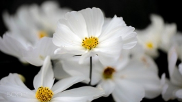 Desktop wallpaper. Flowers. ID:89516