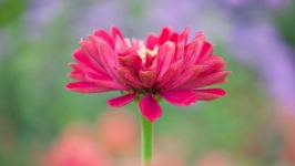 Desktop wallpaper. Flowers. ID:89625