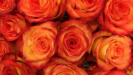 Desktop wallpaper. Flowers. ID:89679