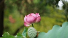 Desktop wallpaper. Flowers. ID:89692