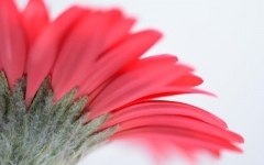 Desktop wallpaper. Flowers. ID:89728