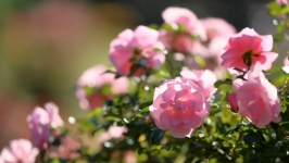 Desktop wallpaper. Flowers. ID:89729
