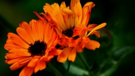 Desktop wallpaper. Flowers. ID:89763