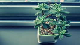 Desktop wallpaper. Flowers. ID:89808