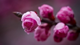 Desktop wallpaper. Flowers. ID:89825