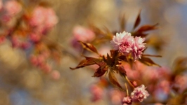 Desktop wallpaper. Flowers. ID:89826