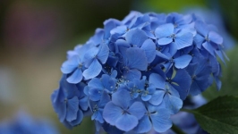 Desktop wallpaper. Flowers. ID:89946