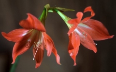 Desktop wallpaper. Flowers. ID:89975