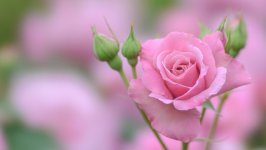 Desktop wallpaper. Flowers. ID:148587