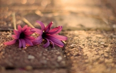 Desktop wallpaper. Flowers. ID:89988