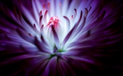 Desktop wallpaper. Flowers. ID:89998