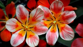 Desktop wallpaper. Flowers. ID:90012