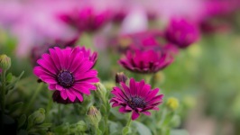 Desktop wallpaper. Flowers. ID:90103