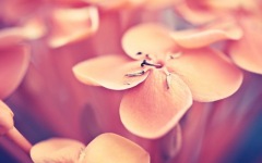 Desktop wallpaper. Flowers. ID:90120