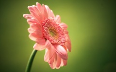 Desktop wallpaper. Flowers. ID:90121