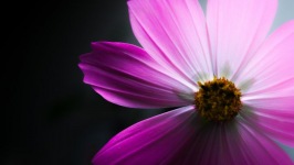 Desktop wallpaper. Flowers. ID:90142