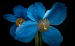 Desktop wallpaper. Flowers. ID:90152