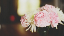 Desktop wallpaper. Flowers. ID:90170