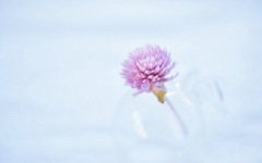 Desktop wallpaper. Flowers. ID:90468