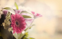 Desktop wallpaper. Flowers. ID:90511