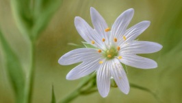 Desktop wallpaper. Flowers. ID:90512