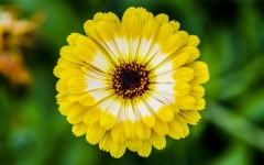 Desktop wallpaper. Flowers. ID:90698