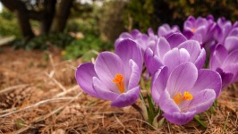 Desktop wallpaper. Flowers. ID:90746
