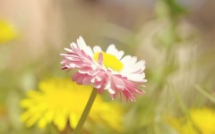 Desktop wallpaper. Flowers. ID:90775