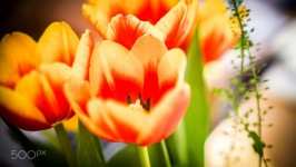 Desktop wallpaper. Flowers. ID:90802