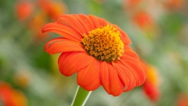 Desktop wallpaper. Flowers. ID:90845