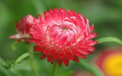 Desktop wallpaper. Flowers. ID:90846