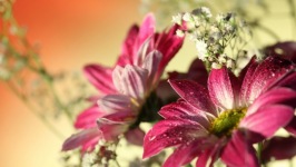 Desktop wallpaper. Flowers. ID:90881