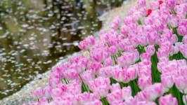 Desktop wallpaper. Flowers. ID:90982