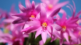 Desktop wallpaper. Flowers. ID:90990