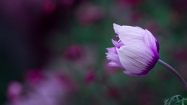 Desktop wallpaper. Flowers. ID:91099