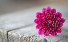 Desktop wallpaper. Flowers. ID:91119