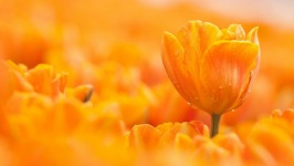 Desktop wallpaper. Flowers. ID:91128