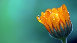Desktop wallpaper. Flowers. ID:91284