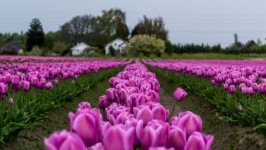 Desktop wallpaper. Flowers. ID:91289