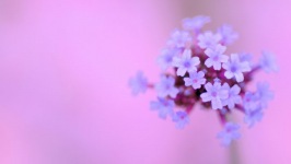 Desktop wallpaper. Flowers. ID:91336