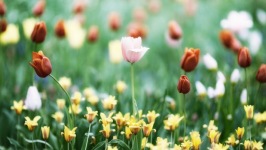 Desktop wallpaper. Flowers. ID:91355