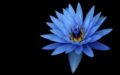 Desktop wallpaper. Flowers. ID:91397
